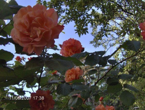 http://images12.fotosik.pl/78/0da16143a1f3a685med.jpg