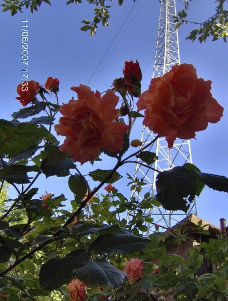 http://images12.fotosik.pl/79/8193c5cdb64b73d6.jpg