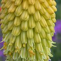 #Kniphofia