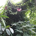 aristolochia arborescens