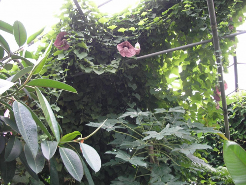 aristolochia arborescens
