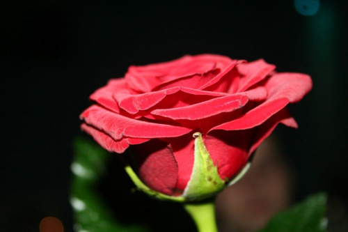 róża #róża #kwiat
