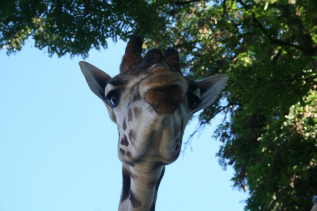 żyrafa #żyrafa #zoo #pyszczek