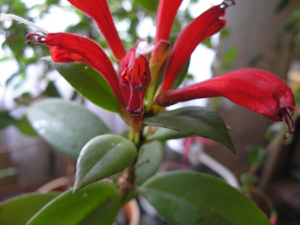 Aeschynanthus