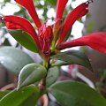 Aeschynanthus