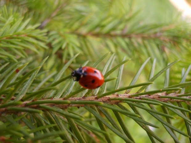 Bierdoneczka :D #natura #przyroda #biedronka #owady #owad