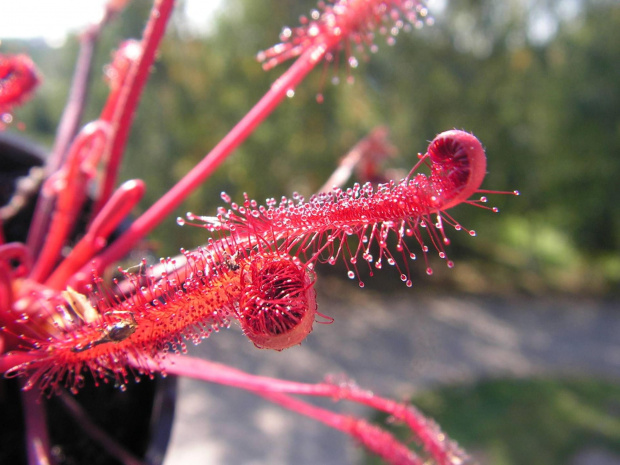 Drosera capensis all red. czyli cała czerwona :) #rosiczka