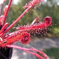 Drosera capensis all red. czyli cała czerwona :) #rosiczka