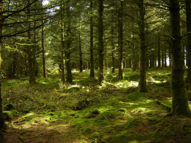 Dartmoor Park