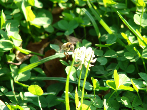 #Natura #owady #pszczoła #koniczyna #rośliny #zwierzęta