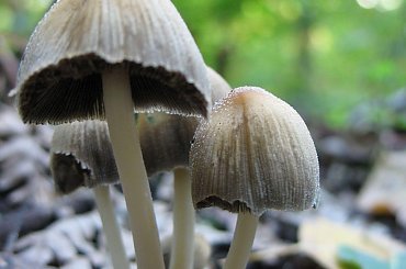 Koluszki, Lisowice, przyroda, jesień, grzyby, kwiaty #Koluszki #Lisowice #przyroda #jesień #grzyby #kwiaty