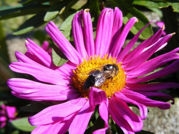 #PszczołyPszczołaKwiatKwiatki