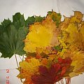 żółty jesienny liść