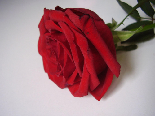 róża od Michała vel Miśka
