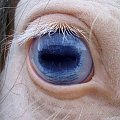 Zdjęcie z bliska oka Bella kuca rasy walijskiej. Rocznik 2002. Po ogierze Amorze i klaczy Blance. Jest błękitnooki. Jeden z najbardziej urodziwych kucy. Chodzący pod dziećmi. #koń #kuce #Ranczo #Palermo #Kopki #Wiązowna #jazda #konna #konie