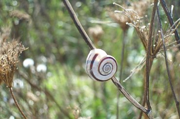 ślimak #ślimak #winniczek