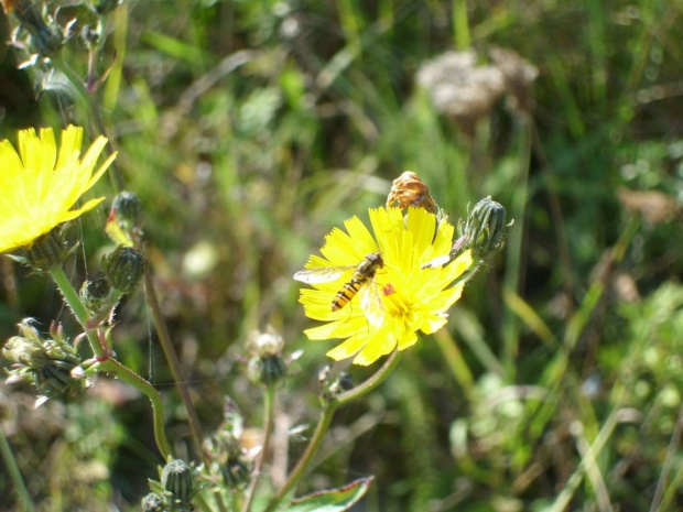 Pszczoła na kwiatku #pszczoła #owad #osa