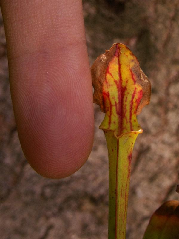 Sarracenia flava var. cuprea ( z Nepenti)
