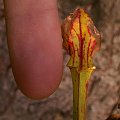 Sarracenia flava var. cuprea ( z Nepenti)