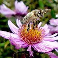 Start #pszczoła #owad #makro #WLocie