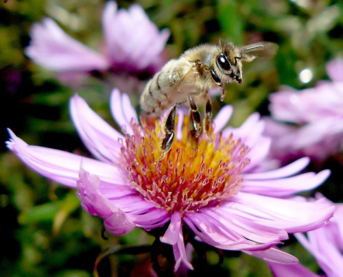 Start #pszczoła #owad #makro #WLocie