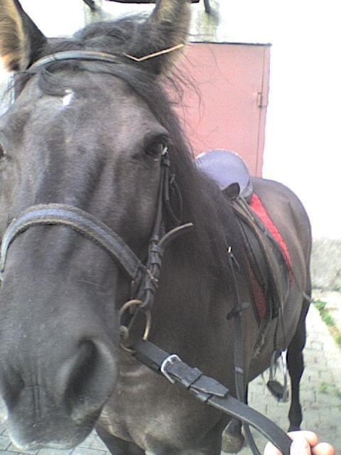 Konik na którym jeżdzę #Koń