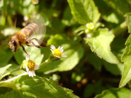 Pszczółka w locie :) #natura #przyroda #pszczoła