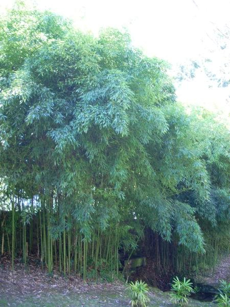 Vigo - park zamkowy, bambusy