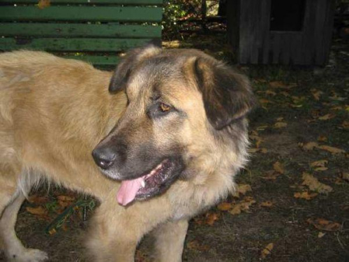 Leonberger, sunia Lenka piękna sunia w typie leonbergera ale strasznie zaniedbana, sama skóra i kości. Po prostu kościotrup. Futerko bardzo brudne.