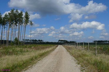 Puszcza Piska #PuszczaPiska #Mazury #OkoliceLasuSzasty