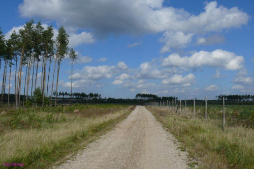 Puszcza Piska #PuszczaPiska #Mazury #OkoliceLasuSzasty