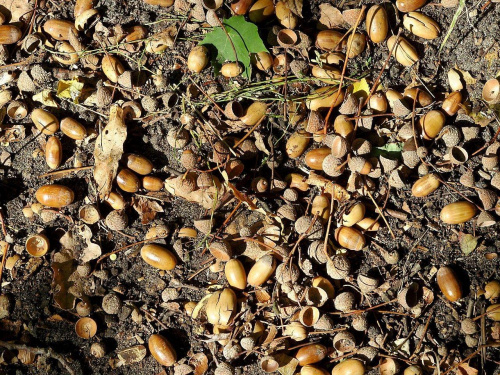 TORUŃ - PARK MIEJSKI I MARTÓWKA #FaunaIFlora