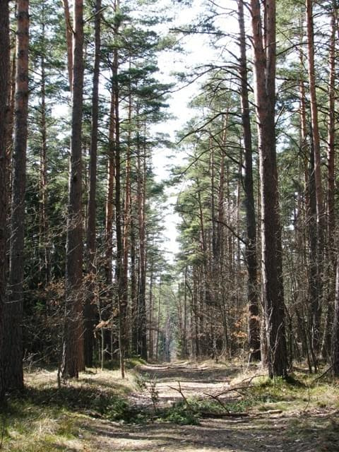 Leśna ścieżka #PuszczaPiska #Pisz #las #drzewa