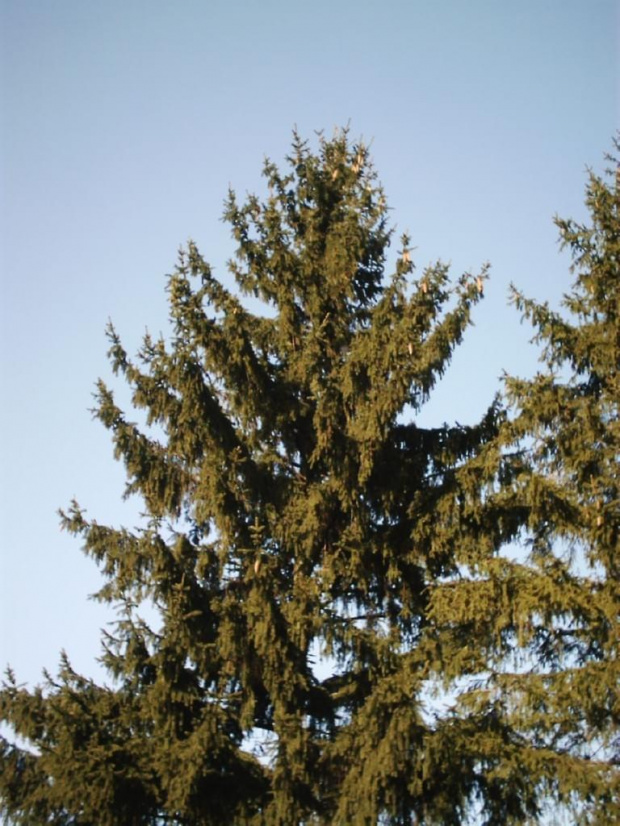 W Brzustowie znalazlem szyszki na drzewie :-) #brzustów