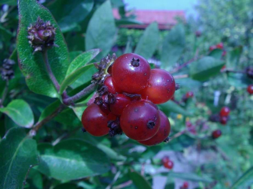 Lonicera periclymenum-fruits