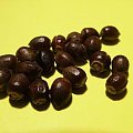 seeds of Taxus baccata