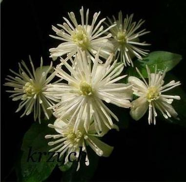 Powojnik pnący - Clematis vitalba
www.ozdobnerosliny.pl