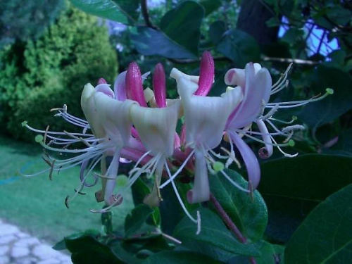 flower of Lonicera per