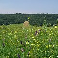 uroki letniej łąki....... #lato #slońce #trawa #wojtek50