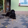 Brutusek:)