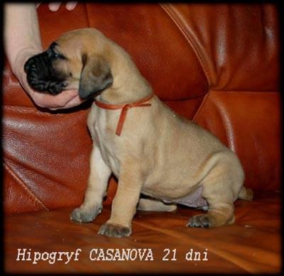 Hipogryf Casanowa