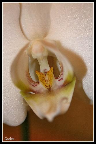 #makro #orchidee #kwiaty