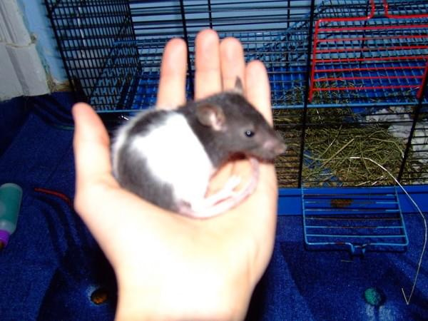 pierwsze zdjęcie wiki