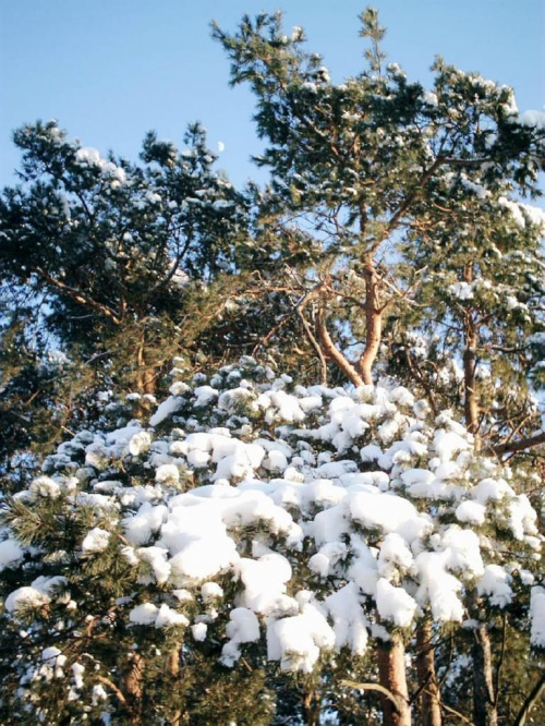 to foto księżyca z zaśnieżoną sosną w tle ;-)))))))))))))))))))))) #tomaszów #zima #brzustów #sosna