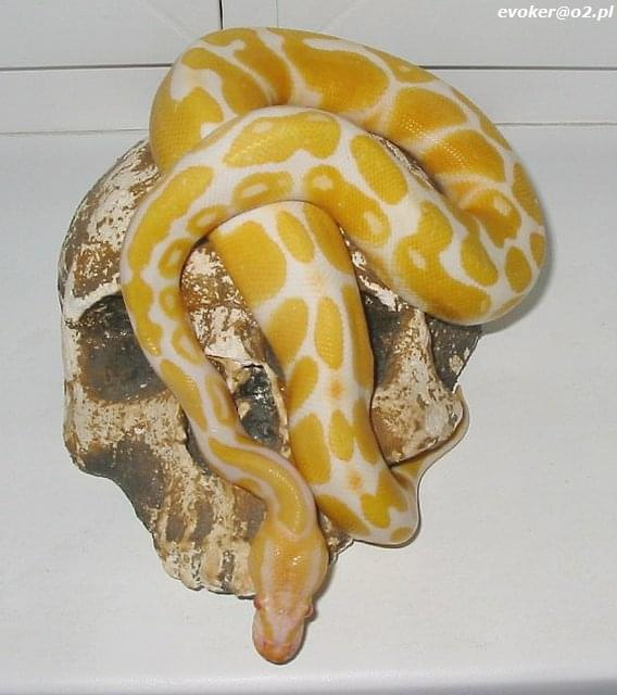 albino