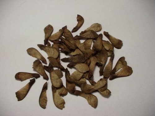 seeds of Acer ginnala