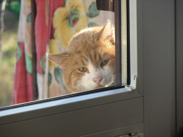 Gawłe zagląda przez okno. #zwierzeta #psy #koty