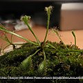 Drosera nidiformis.Są dwie w donicze,Tej dużej coś nie pasuje bo ma kropelki tylko na 2 liściach.Za to mniejsza ma się dobrze.