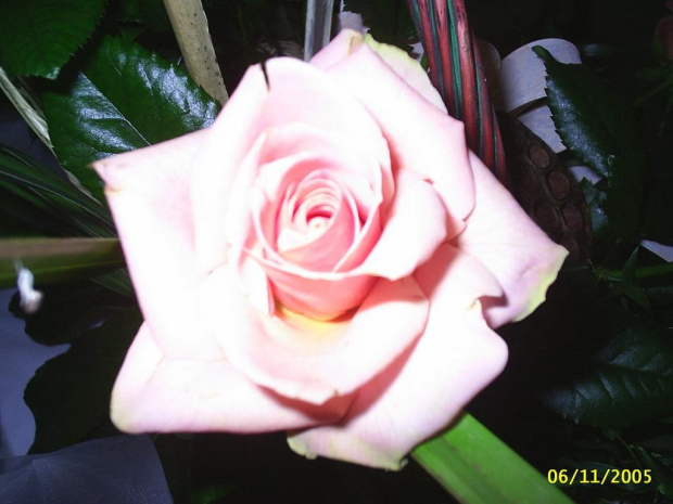 #róża #kwiat #kwiatek #przyroda #bukiet