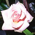 #róża #kwiat #kwiatek #przyroda #bukiet